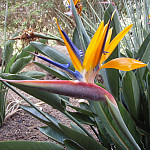 icon Gran Canaria